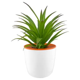 A white mini desk plant pot with an orange rim and a green, spiky plant inside.