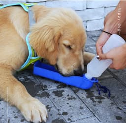 A drink bottle with a blue tray on a grey surface, as a golden retriever drinks from it. Includes a logo.