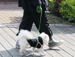 A retractable pet telescopic leash in green, being used by a person walking a small white dog on a wooden pathway.