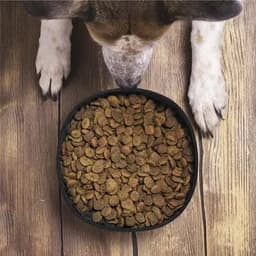 A dog bowl filled with dry dog food, placed on a wooden surface, with a dog's paws visible nearby.