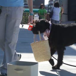 A black dog carries a woven bag in its mouth while its owner walks beside it.