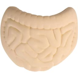 A beige intestines-shaped stress reliever with textured details, featuring a logo on one side.