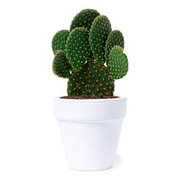 A green cactus in a white terracotta pot, featuring rounded pads and spines. Perfect for indoor decor.
