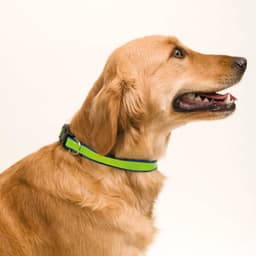 A golden retriever wearing a bright green and blue pet collar against a plain background. The collar features a logo.