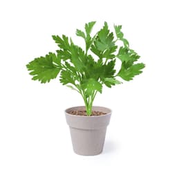 A potted parsley plant with vibrant green leaves in a light grey pot.
