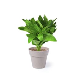 A potted plant with vibrant green leaves in a light grey pot, showcasing a lush, leafy appearance.