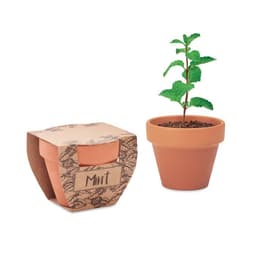 A mint plant in a terracotta pot, packaged in a cardboard holder with a leafy design. The pot is a natural brown colour.