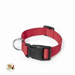 A red dog collar with a black buckle and a metal D-ring for attachment.