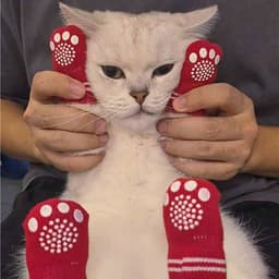 A white cat wearing red socks with paw print designs, held gently by a person's hands.