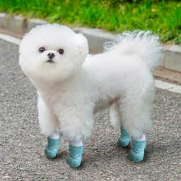 A fluffy white dog wearing blue patterned socks stands on a gravel path, with green grass in the background.