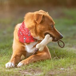 A dog with a red bandana is lying on grass, chewing a beige bone-shaped chew toy.