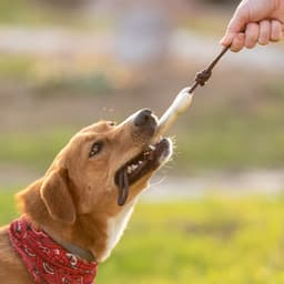 A brown dog with a red bandana plays tug-of-war with a chew toy held by a person. The background features green grass.