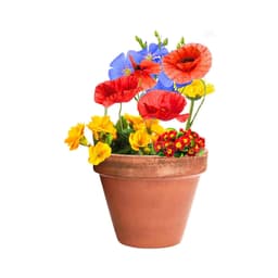 A terracotta pot filled with vibrant flowers, including blue, red, yellow, and orange blooms, with lush green foliage.