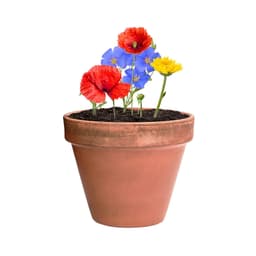 A terracotta pot featuring red poppies, blue flowers, and yellow blooms, set in dark soil. Includes a logo.