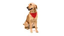 A golden retriever wearing a red bandana-style collar, sitting against a white background.
