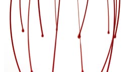 A series of red liquid strands hanging in the air, with droplets forming at the tips against a white background.