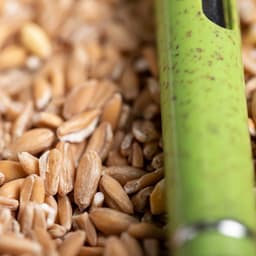 A green Prodox Pen resting on a bed of wheat grains, showcasing its sleek design against the textured background.