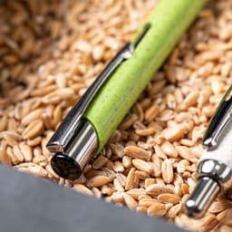 A green pen rests among a bed of grains, showcasing its sleek design and shiny metal clip.