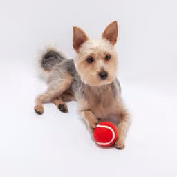 A small dog with fluffy fur rests while holding a red ball. The background is plain white.