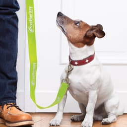 A green dog leash with a logo hanging from a person's hand, alongside a small white and brown dog sitting attentively.